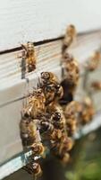 Entrance with bees of a hive. Busy bees carrying pollen into a beehive. Swarm of bees flying into a lifestyle hive collecting pollen. Beekeeping concept. Close-up. Vertical video