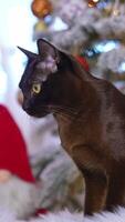 Cute adorable cat watching. Close up view of dark kitty looking into camera. Vertical video