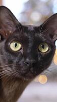 Close up view of dark kitty looking into camera. Cute adorable cat watching. Vertical video