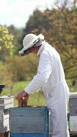 Organic beekeeping. Professional beekeeper in white suit and protective hat inspecting bees on apiary in summer. Chimney with smoke on a hive. Profile view. Slow motion. Vertical video