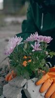 Ecologist saving flowers in dangerous zone. Man in hazmat suit and protective gloves pulling out bunch of flowers in polluted place. Environmental disaster. Vertical video