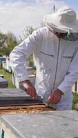 Apiarist taking out frame with honeycomb from a hive. Professional beekeeper in white suit and hat working on apiary among summer nature. Vertical video