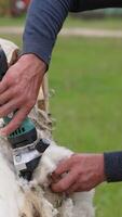 Method of shearing sheep. Farmer cutting white fleece from a sheep with a shearer. Traditional shearing adult sheep on a farm. Vertical video