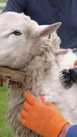 Ecological wool is cutting off from sheep. Beautiful sheep standing on a farm while farmer shearing wool with electric clipper machine. Vertical video