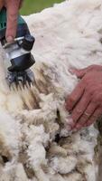 Traditional sheep shearing. Agricultural process of cutting wool for further production of fleece on a farm. Farmer trimming sheep with a shearer. Vertical video