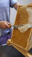 Beekeeper works with honeycomb full of fresh golden honey. Bee master removes excess beeswax with the scraper by hand, preparing for pumping honey. Vertical video
