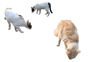 3 Wild cats enjoy a peaceful feeding, with no background photo
