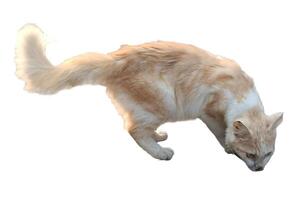 Wild cats enjoy in white frame photo