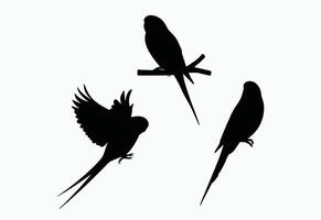 Clean Budgie Silhouette Collection Template vector