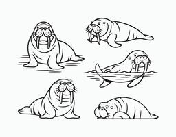 Beautiful Walrus Outline Silhouette Template vector