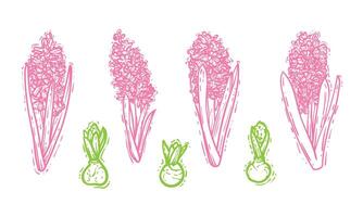 Hand drawn hyacinths with leaves and bulbs. Line art spring flower illustration. Doodle of a flower in pink and green colors. Ready to be used in print and online projects. vector