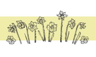 Hand drawn narcissi with leaves and stems. Line art spring flower illustration. Doodle of a flower in a fresh poster design. Ready to be used in print and online projects. vector