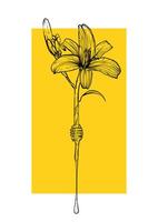 A4 poster design with a line art tiger lily flower combined with a dipper dripping honey. Hand drawn illustration. vector