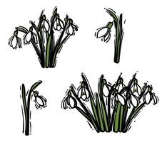 Hand drawn snowdrops bouquet in a jar like vase. Black outline and colored fill of beautiful winter flowers isolated on a white background. Illustrations set for online and print projects. vector