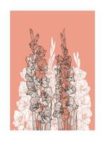 A4 gladiolus illustration in coral and white. graphic asset for print projects with hand drawn autumn flowers. Dia de los Muertos botanical highly detailed and quality flower print. vector