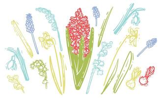 Colorful line art spring flowers. Hand drawn hyacinth, snowdrop, narcissus illustration. Doodle of flowers in a colorful banner design. Ready to be used in print and online projects. vector