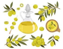 Set green olive, branch and bottle oil. Olive berries and tree branches with leaves isolated on white background. vector