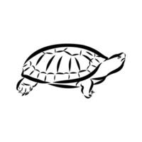 freshwater turtle black and white sketch vector
