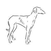 Kazakh greyhound tazy sketch vector