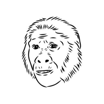 australopithecus cabeza bosquejo vector
