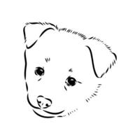 the head of the Scandinavian dog Norbotten husky vector