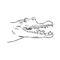 Head of a predatory narrow-necked crocodile drawing vector