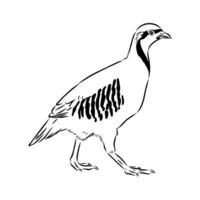 mountain partridge keklik sketch vector