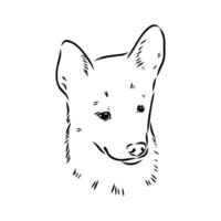 Scandinavian dog's head Norbotten husky sketch vector