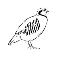bird partridge sketch vector