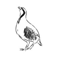 keklik bird sketch vector