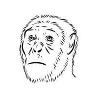 The human ancestor is Australopithecus vector