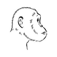 Australopithecus head black and white drawing vector