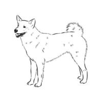 hunting dog Norbotten Spitz sketch vector