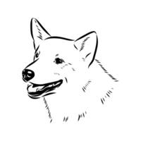 dog's head norbotten husky sketch vector