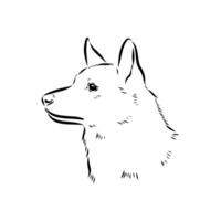 The dog's face is a Norbotten husky vector