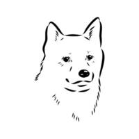 The head of the guard dog Norbotten husky vector