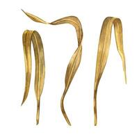 Set of dry yellow wheat leaves of different shapes on a white background. All objects are hand-drawn with watercolors. Watercolor illustration. Suitable for printing on fabric, paper, for design vector