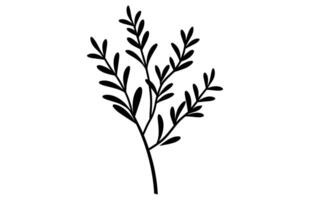Thyme herb Silhouette isolated on a white background vector
