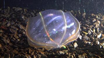 Black Sea Jellyfish Beroe ovata - devouring Mnemiopsis leidy. Combine jelly digesting caught comb jelly Mnemiopsis, comb plates glistening in the light video