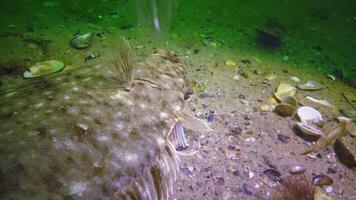 Fish of the Black Sea. European flounder Platichthys flesus. video