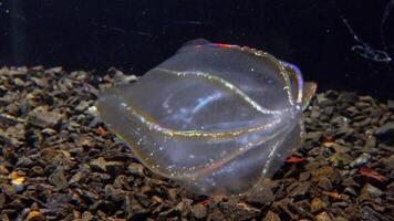 Black Sea Jellyfish Beroe ovata devouring Mnemiopsis leidy. Combine jelly digesting caught comb jelly Mnemiopsis, comb plates glistening in the light video