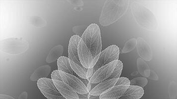 white color multiple moving leafs gradient design loop able floral background video