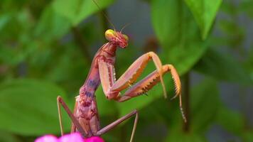 Predator preys on insects, The European mantis Mantis religiosa is a large insect in the family of the Mantidae. video