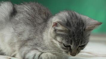 Kitten, Grey, Close-up - Adorable grey kitten looking down at something on a white surface. video