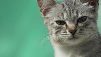 Cat Portrait Green Background Closeup - A gray and white cat looks directly at the camera with a serious expression. The background is a solid green. This photo is a close-up portrait of the cat. video