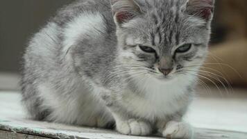 Cat, Grey, White - Close-up of a grey and white cat looking intently at the camera. video