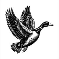 Duck in mid flight with wings fully vector