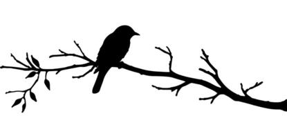 Bird on tree branch silhouette with a background. vector