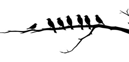 A group of birds sitting on a branch with a background. vector