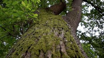 Tree Trunk Close Up video